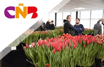 Klantverhaal Easyscreen; CNB